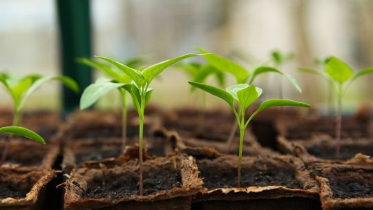 Estoński producent biodegradowalnych wytłoczek poszukuje podwykonawcy