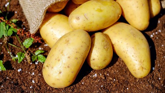 Poszukiwane maszyny do obierania cebuli, ziemniaków i buraków